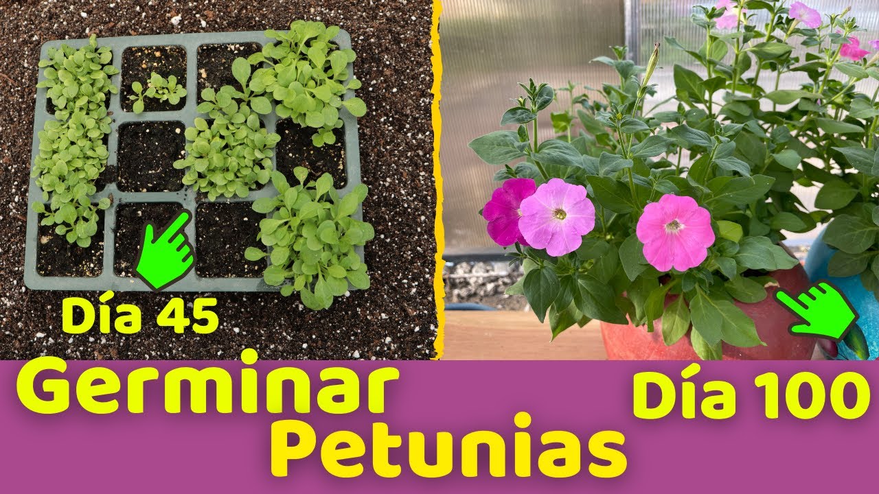 SECRETO DE LOS VIVEROS PROFESIONALES PARA GERMINAR PETUNIAS || HUERTO CITADINO