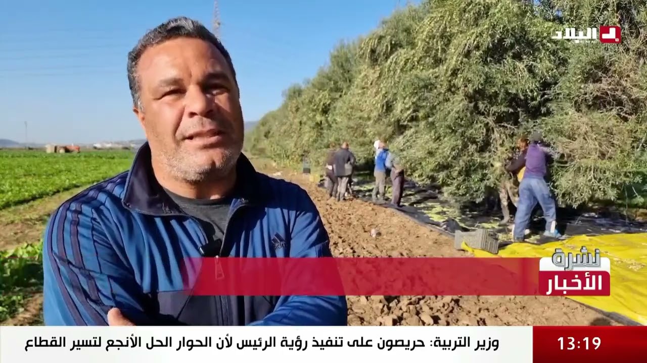 #موسم جني الزيتون 🫒