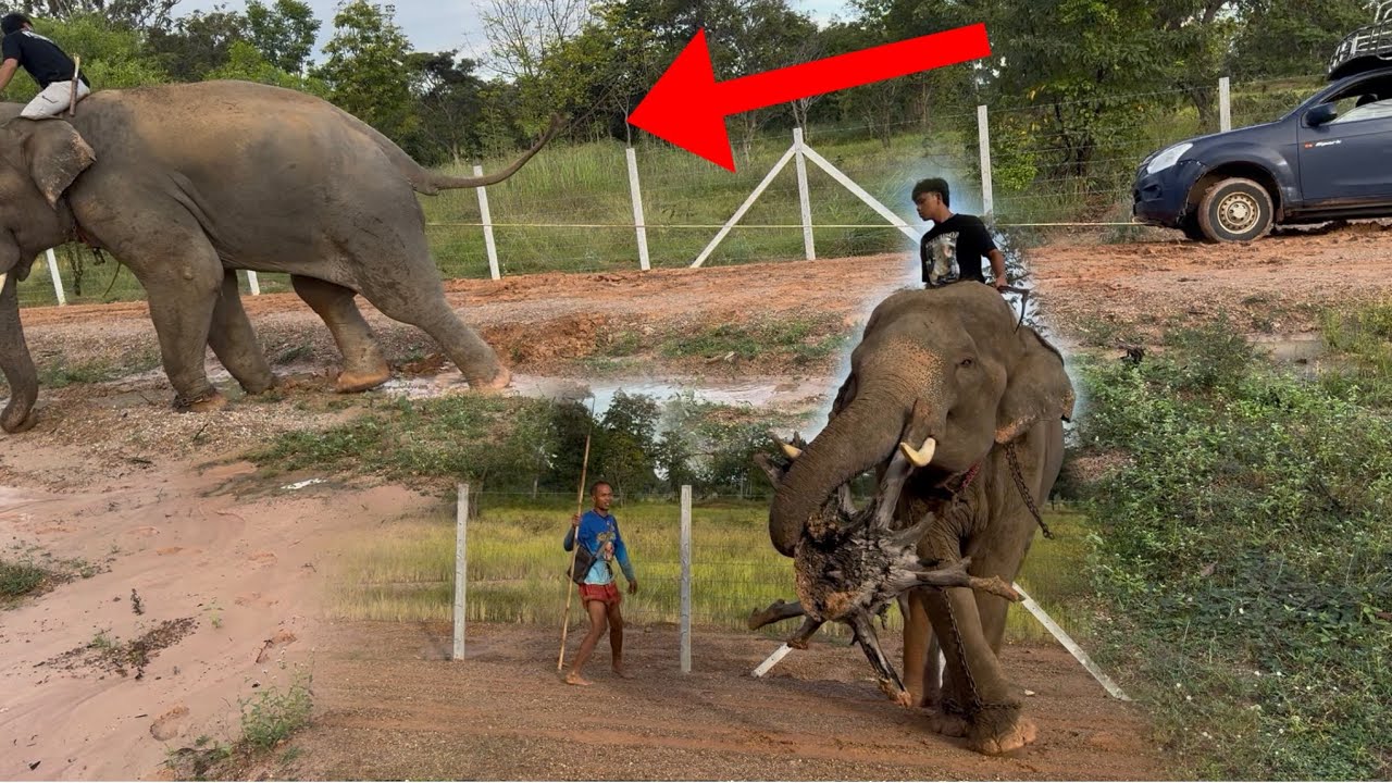 ช้างลากรถ‼️ 😲 elephant pulling a car