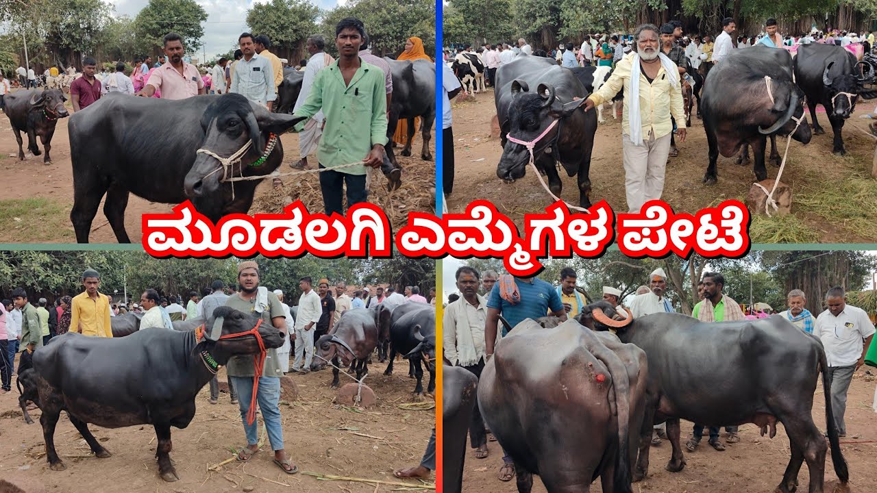 ಮೂಡಲಗಿ ಎಮ್ಮೆಗಳ ಪೇಟೆ 🔴05/10/2025|| Mudalagi Buffalo bajar #buffalo #cattlemarket #murrahbuffelos 