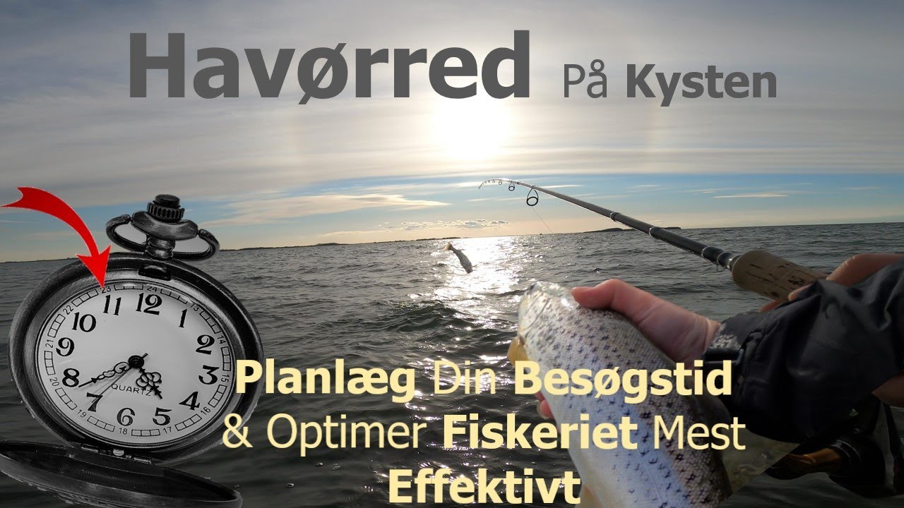 Havørred På Kysten | Planlæg Din Besøgstid & Optimer Fiskeriet Mest Effektivt | Gode Råd & Tips