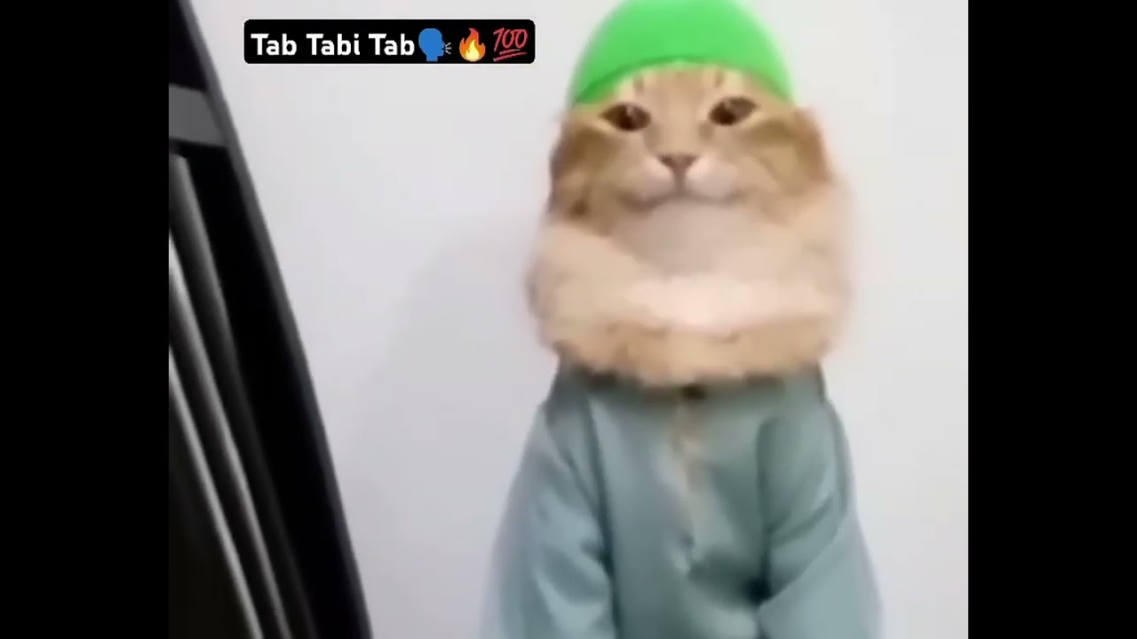 Tob Tobi Tob Tob Tobi Tob | Muslim Cat Meme