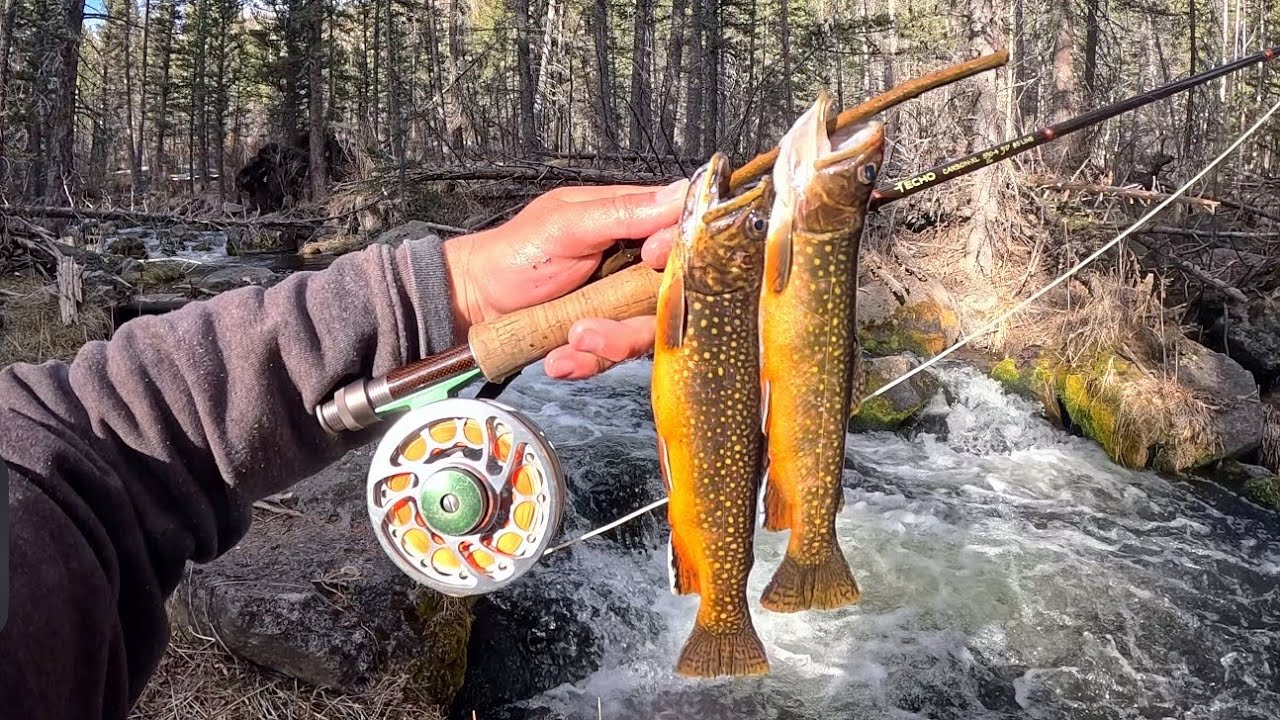 Brook Trout Catch N&rsquo; Cook at the Creek!!