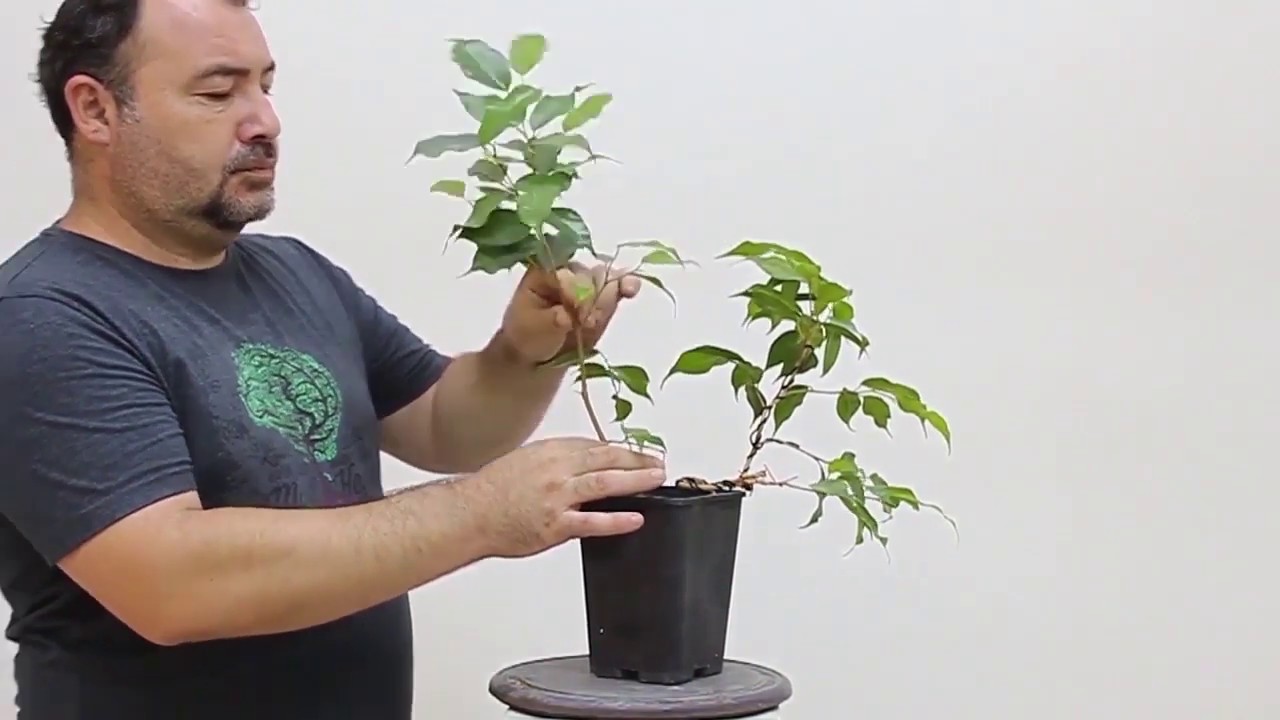 Salon Bitkisi (Ficus Benjamin) den bonsai yapıyoruz.