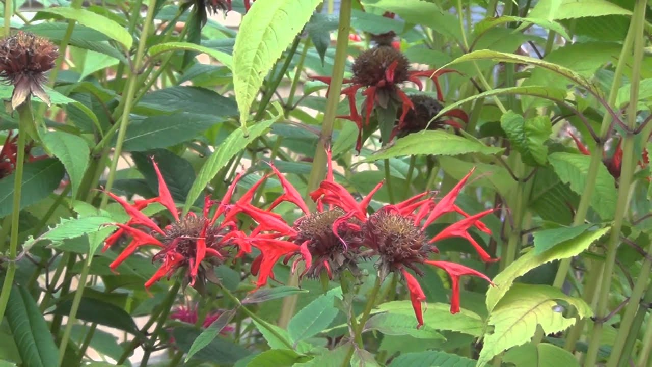 Hummingbird feeding on Bee Balm Flowers