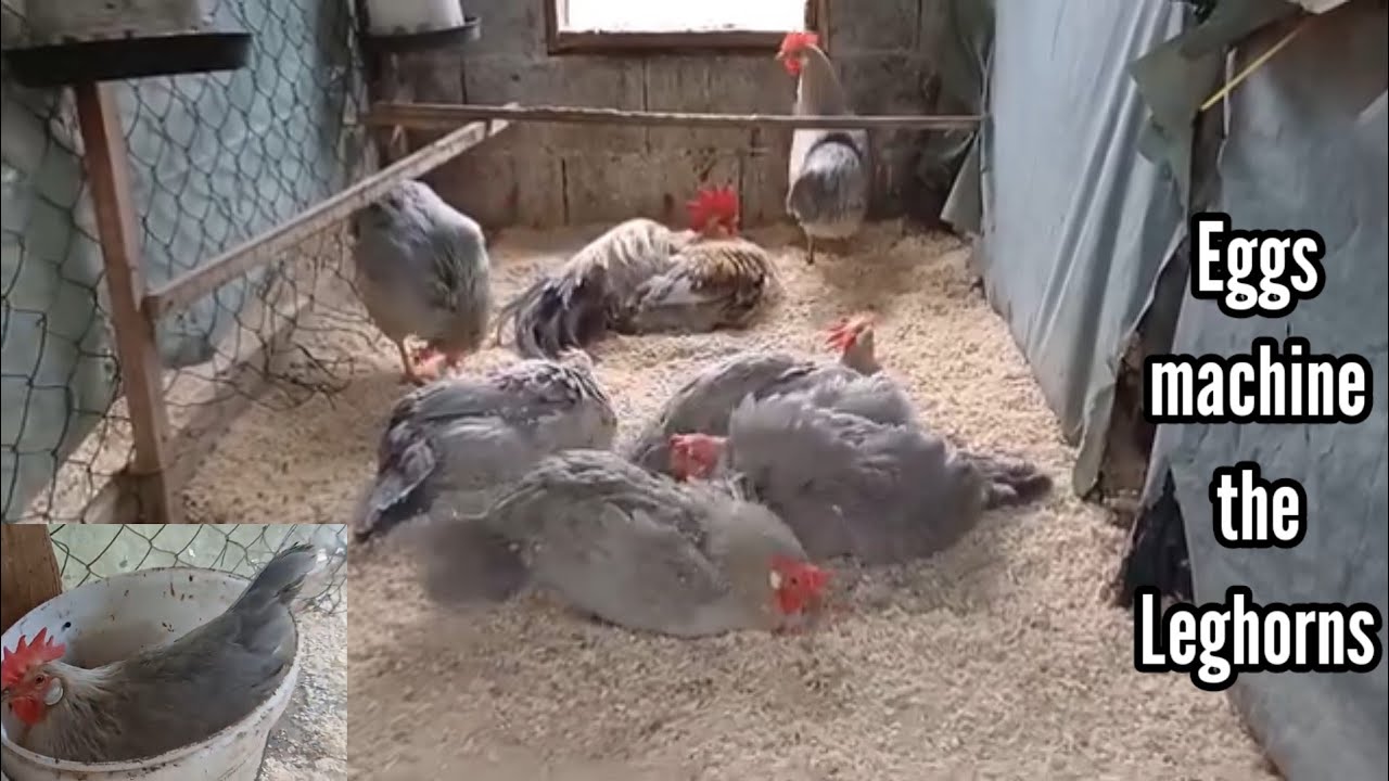 Leghorn chicken breed | leghorn chicken types | italian chicken breed | chicken dust batting