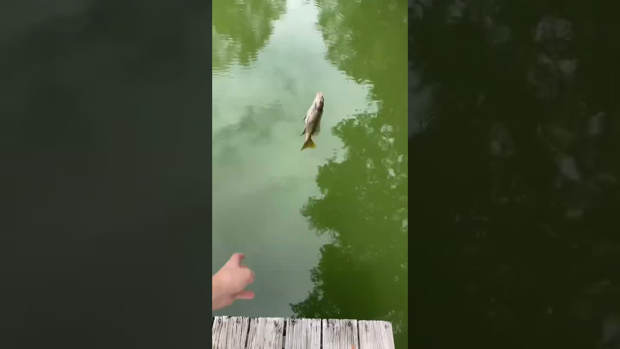 Feeding Ducks Minnows! #shorts #viral #fypyoutube #fish #fishing #castnet