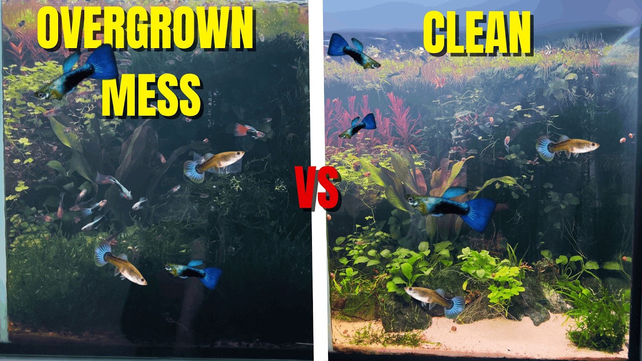 CAN THIS OVERGROWN AQUASCAPE BE SAVED?! 😱