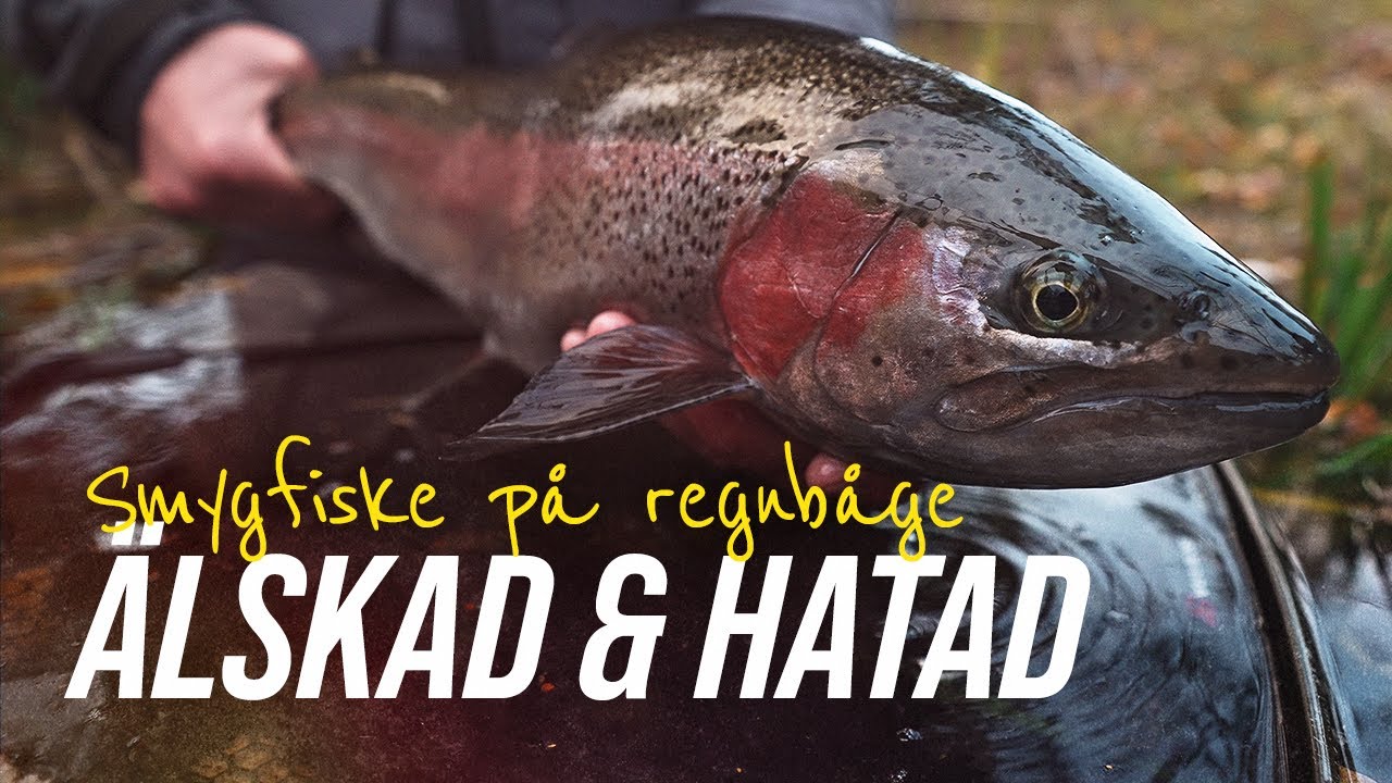 Varför regnbågen är både älskad och hatad