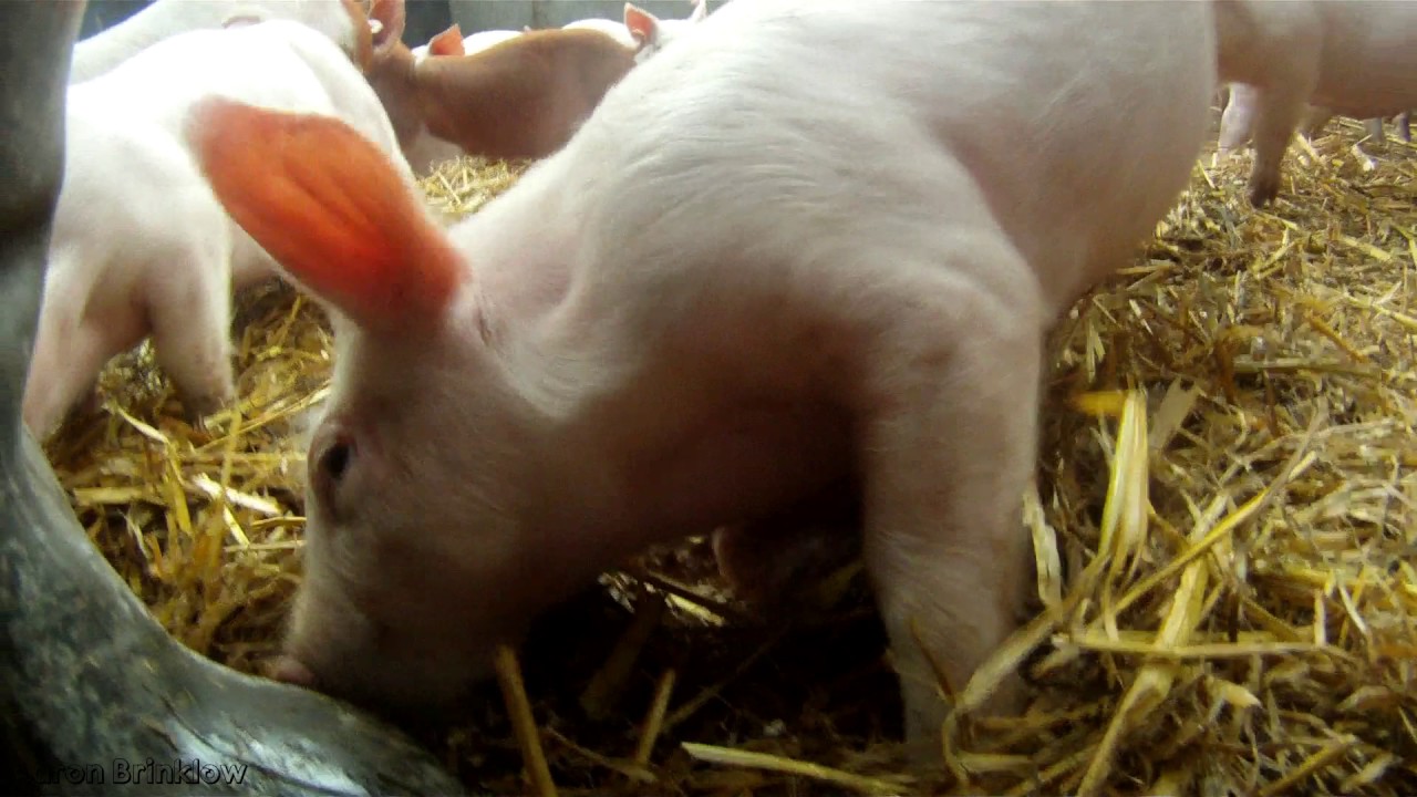 Walk through the Pig Shed