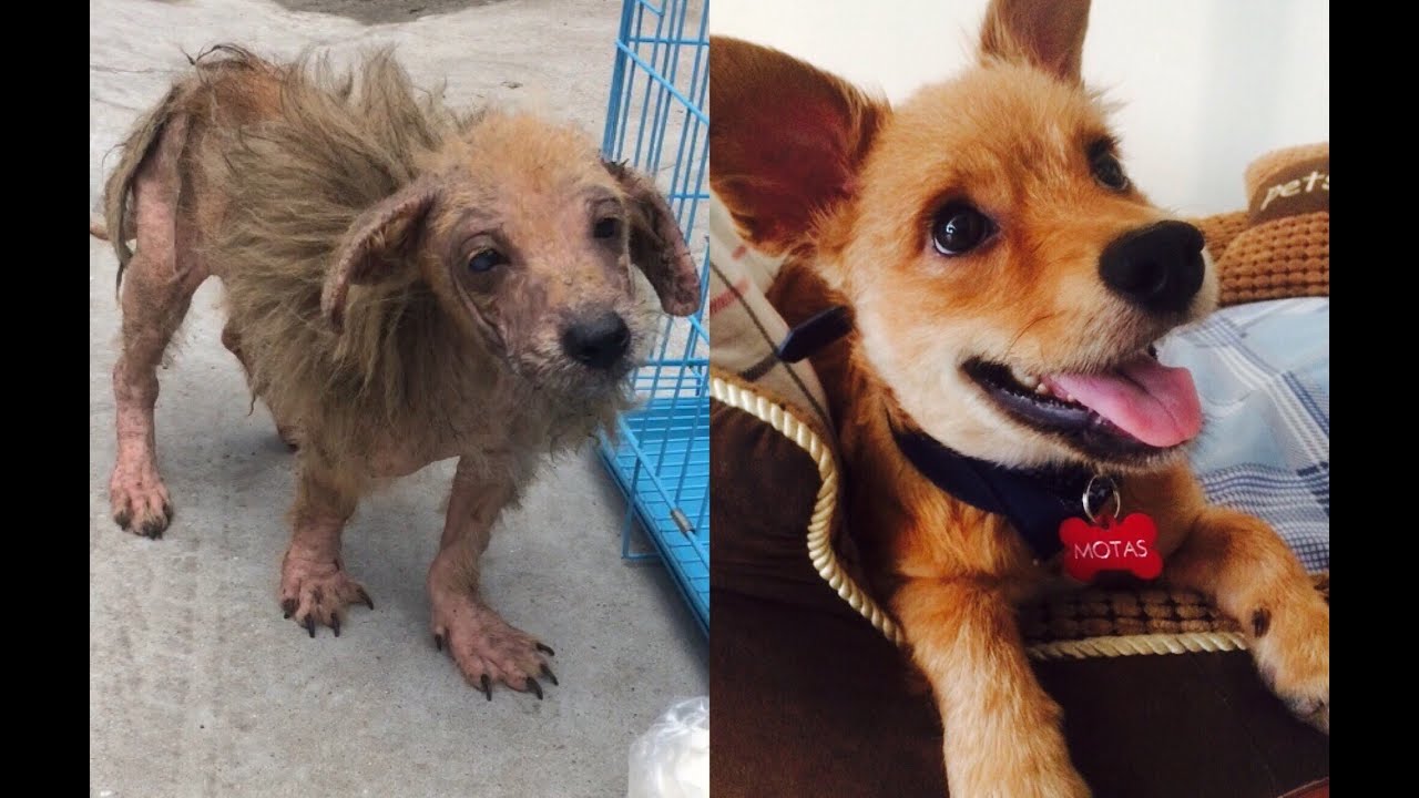 Rescatando a Motas, un adorable perro callejero en China