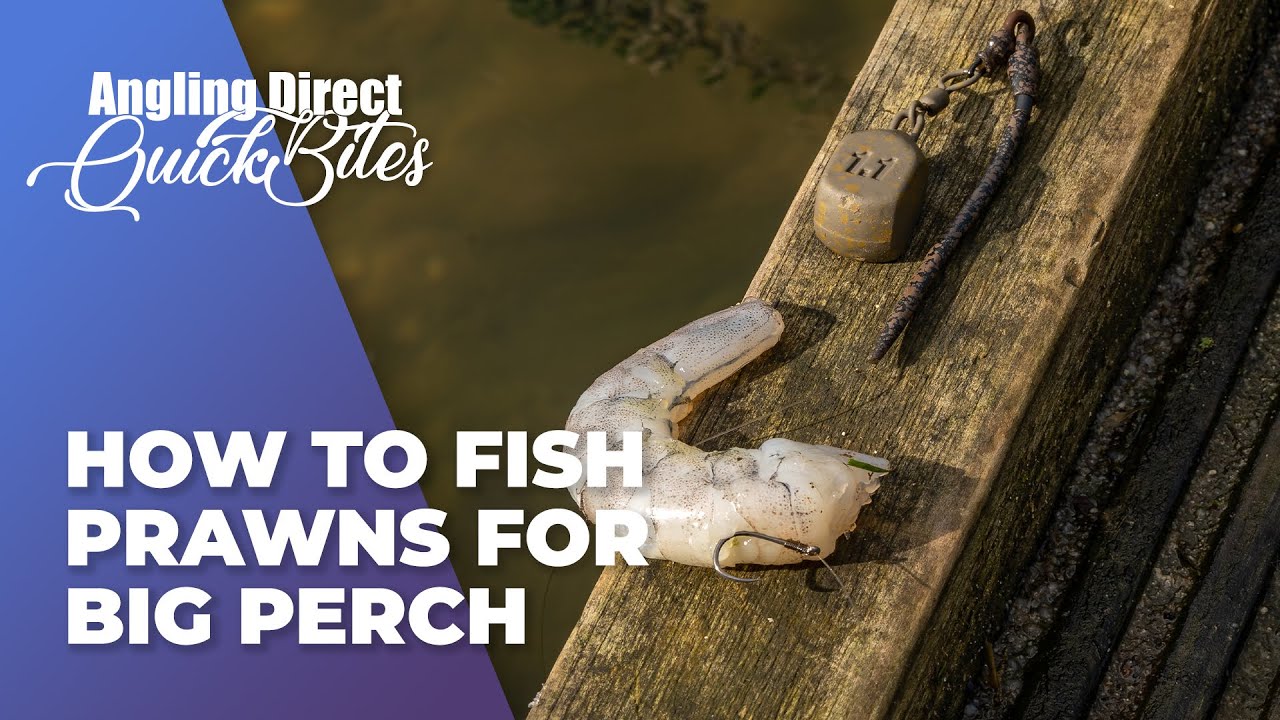 How To Fish Prawns For Big Perch - Predator Fishing Quickbite