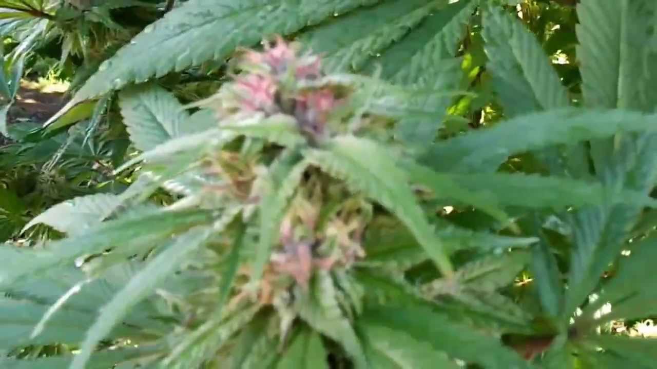 Day 130 update OMMP Outdoor Grow....FTG....9/26/13