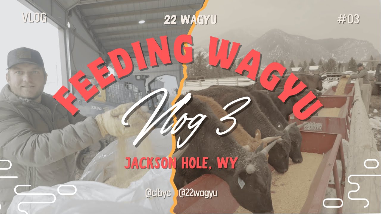 FEEDING WAGYU CATTLE
