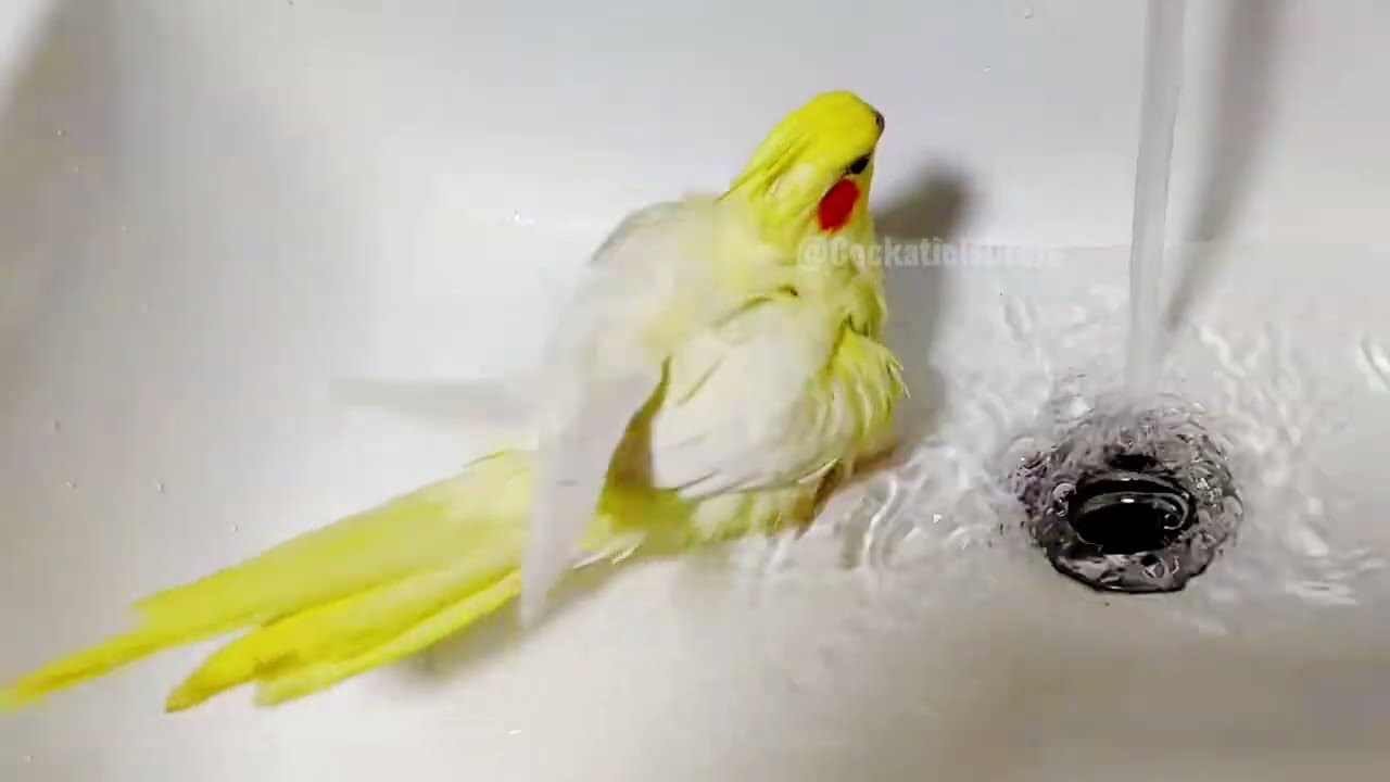 Bath Time fun 💖🦜🥰 #cockatielscraze #cockatiel #cutepets 