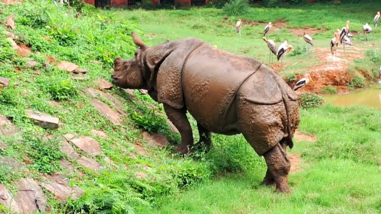 Vizag ZOO 3 Full Tour | కొత్త జంతువులు వచ్చేసాయి |@views_withsai #animals #zoo #viral #videos #feed