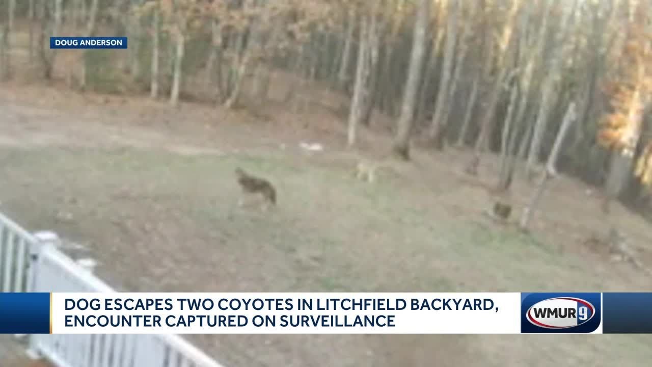 Dog escapes two coyotes in Litchfield backyard