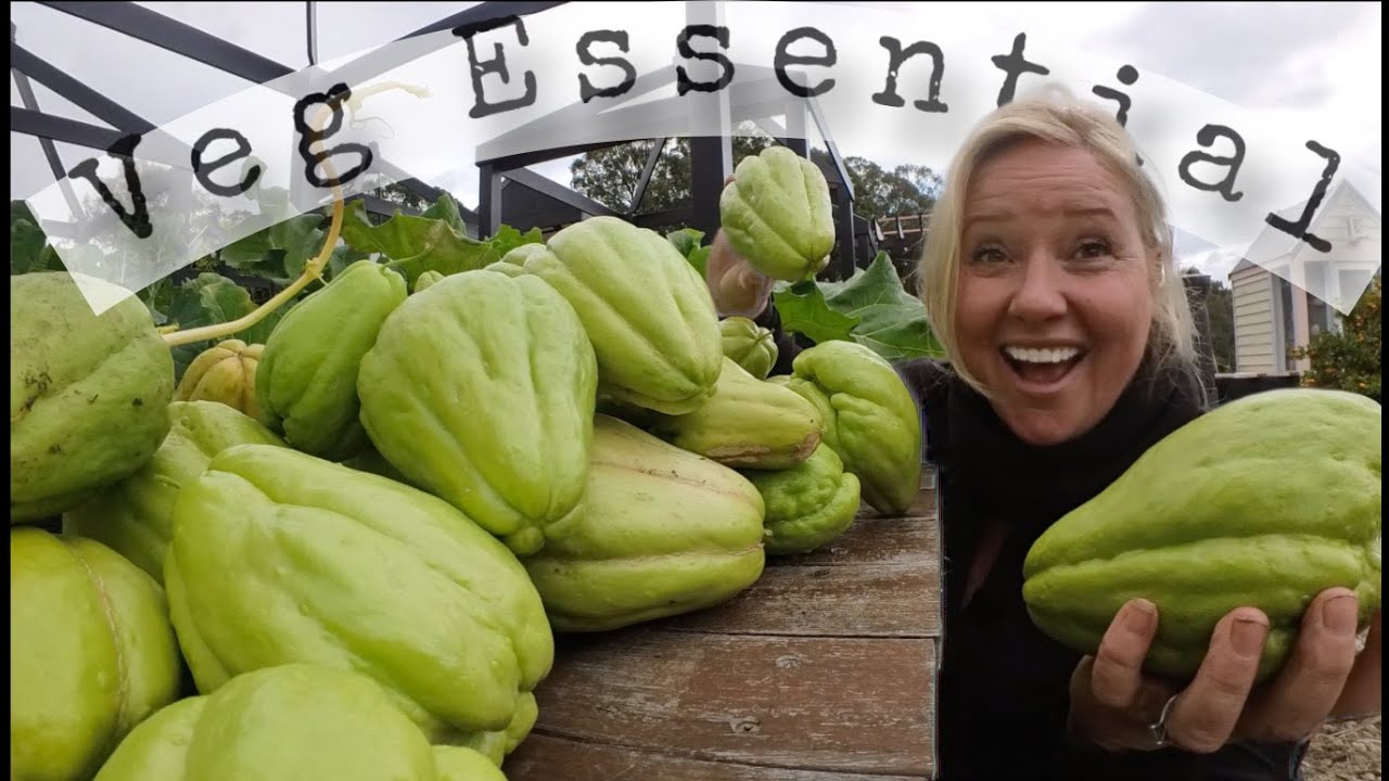Chayote Choko: Simple to grow, easy to store & brilliant to eat