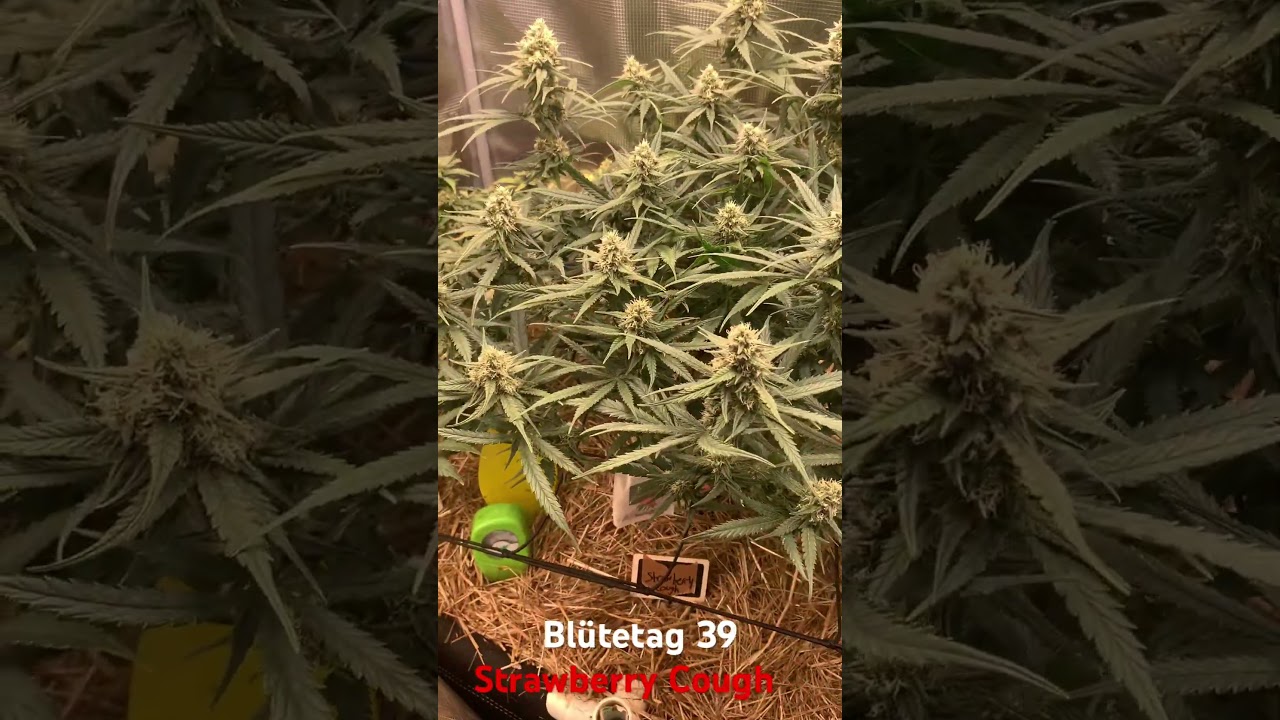 Strawberry Cough 🍓🤧