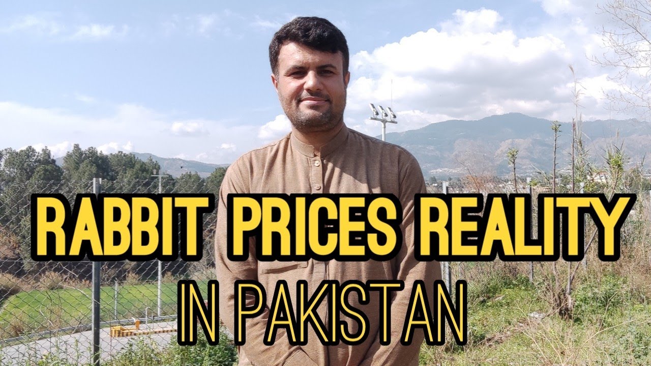 Rabbit Prices Reality In Pakistan // خرگوش کی قیمت کا تعین اور اسکی حقیقت