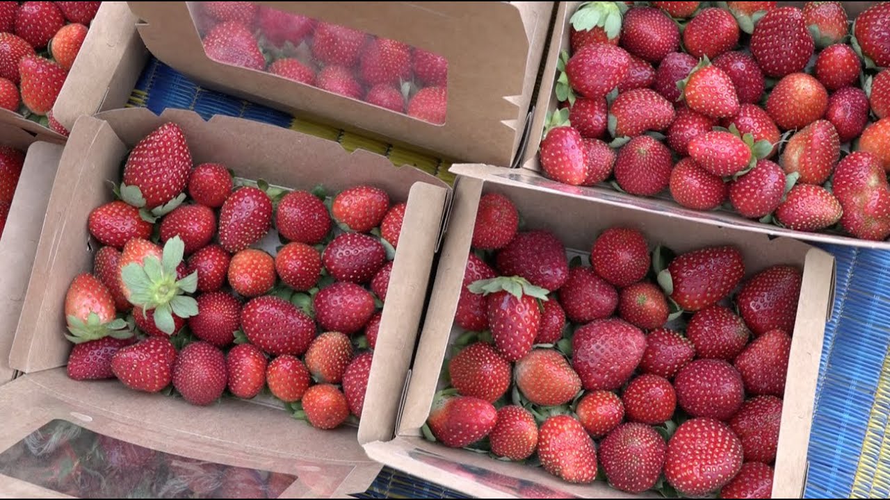 La fraise au Sénégal : une production croissante et un fort potentiel