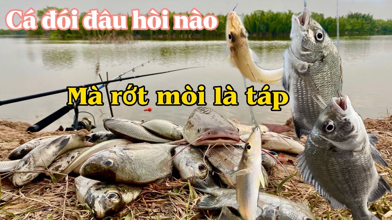 Chạm trán bầy cá Tráp và bầy cá Đục giật cá rớt luôn điện thoại