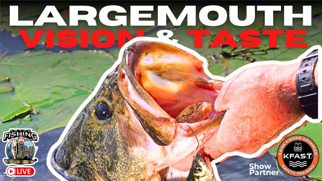 What Bass REALLY See & Taste: The Science That Changes Fishing
