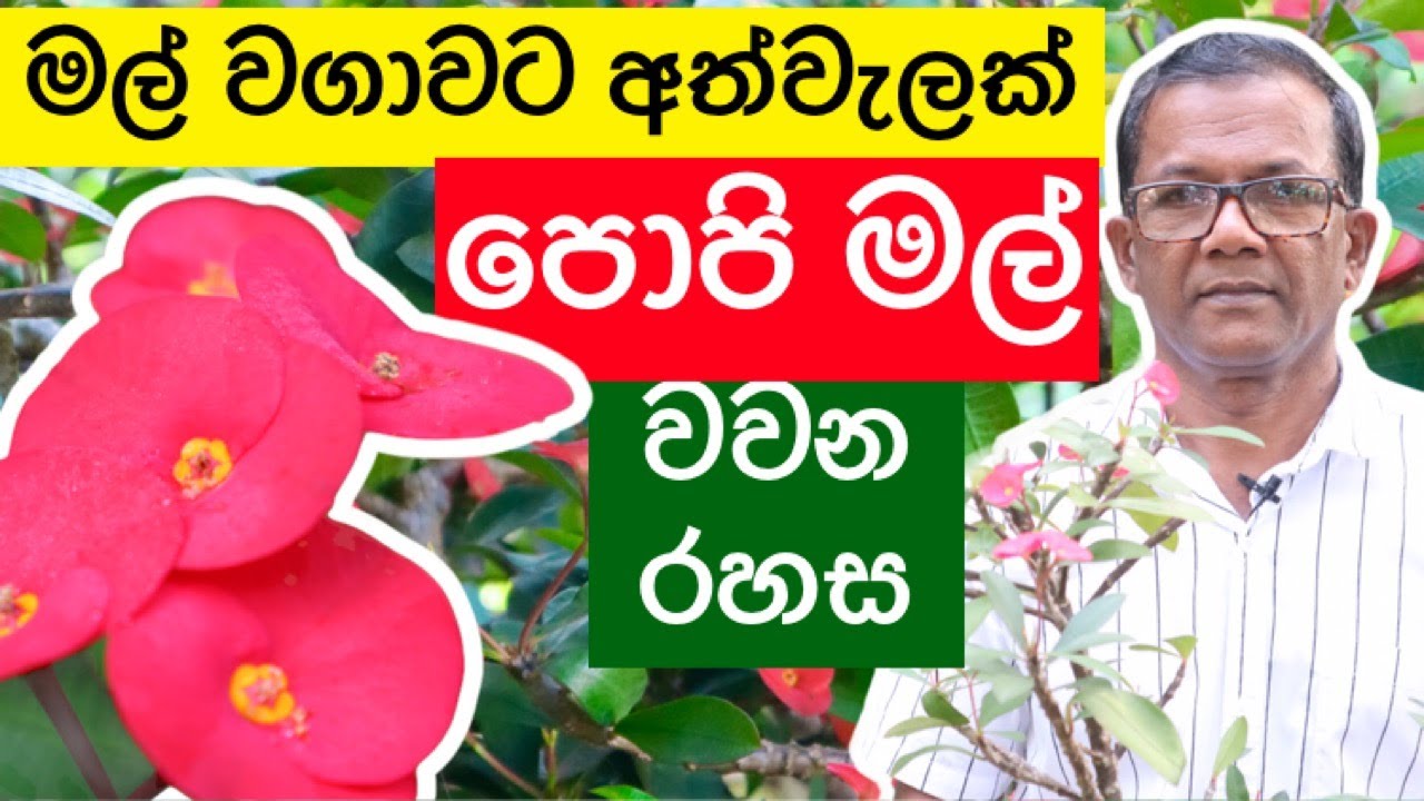Euphorbia |හැමදාම මල් තියන කටු නැති ඉයුෆෝබියා- ස්වයං රැකියාවකට අත්වැලක්| Ceylon agri | Episode 108