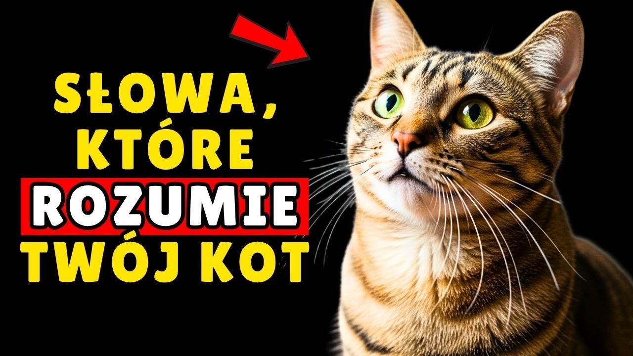 5 Słów, które Każdy Kot Rozumie + 10 Oznak Kociej Więzi
