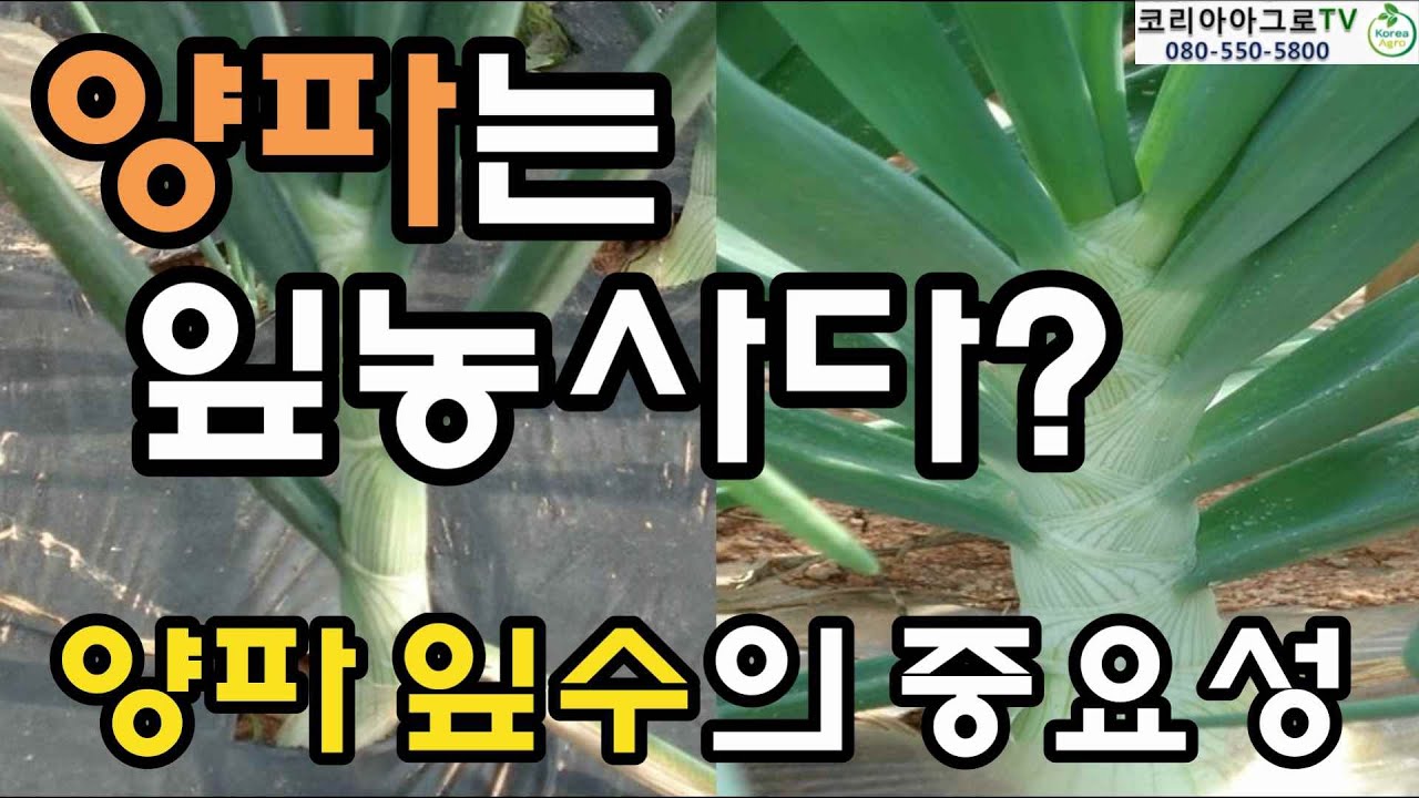 양파 재배 핵심사항-양파 수확량, 저장성 향상을 위해서는 잎수를 늘려라