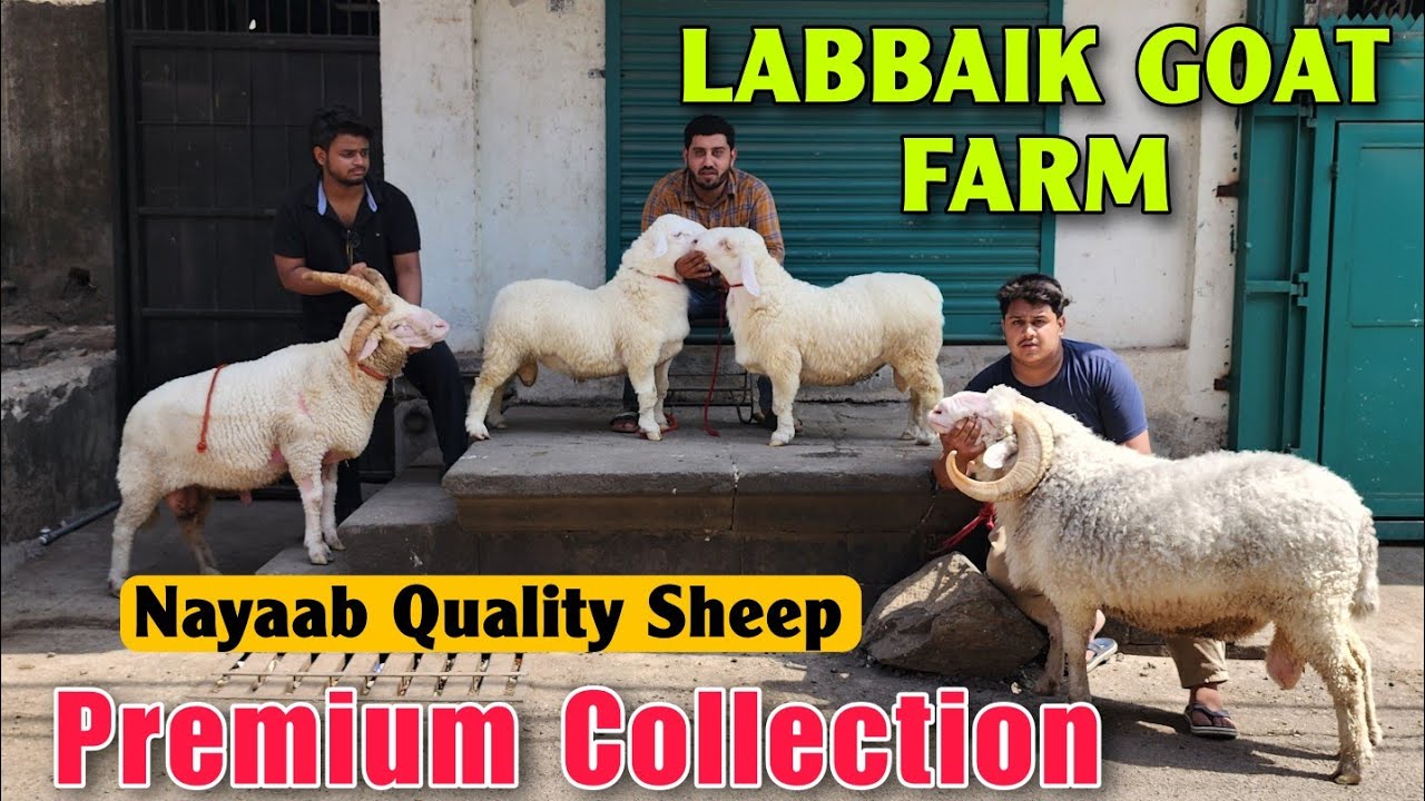 Premium Quality Sheep At LABBAIK GOAT FARM | 2025 Top Class Mende In Bhiwandi