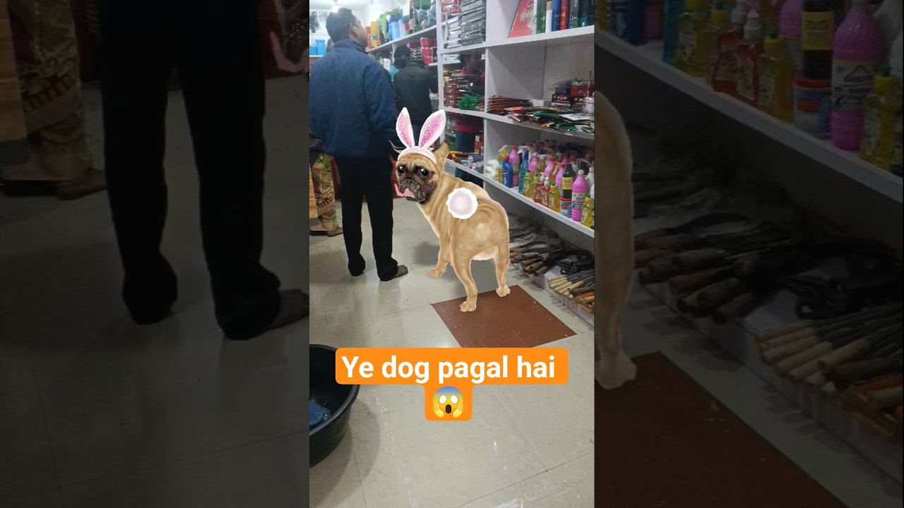 Shop Pe Dog Ka Dance 🐶💃”