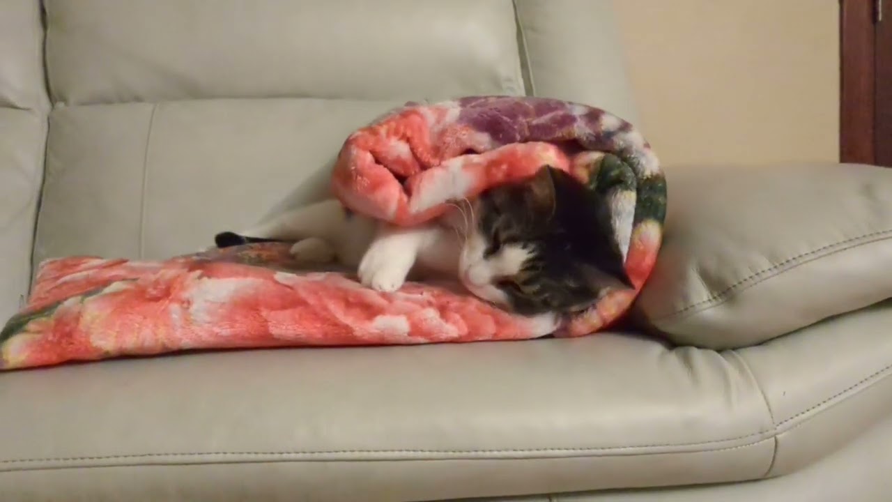 Mingy is a creme roll