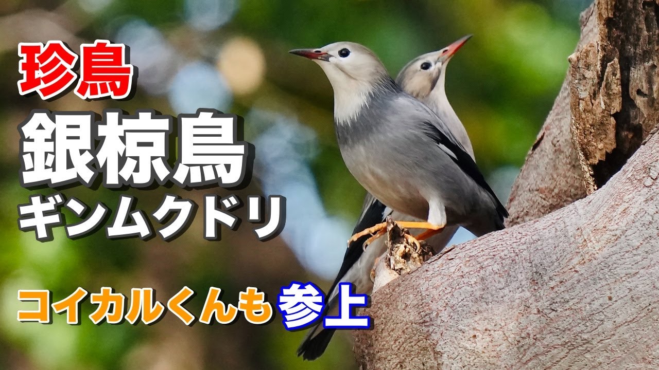 珍鳥【ギンムクドリ】ペアで飛来！コイカルくんも参上！