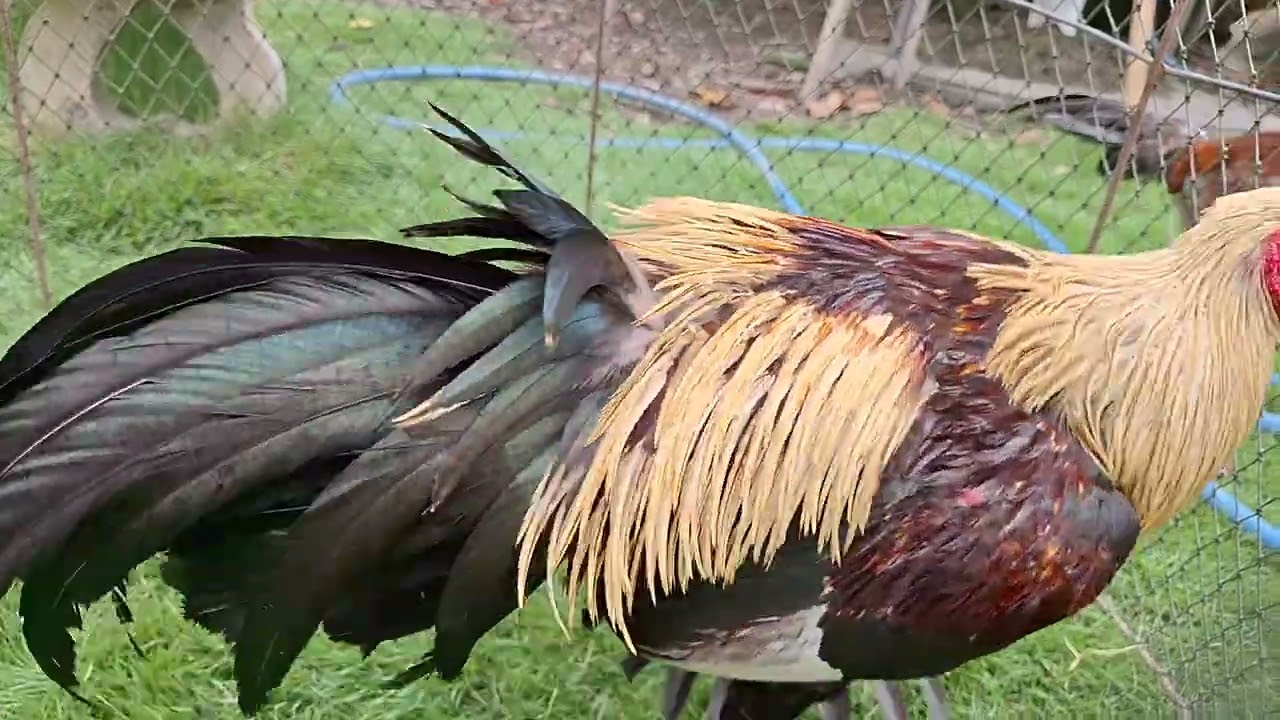 หนุ่มๆพม่าแข้งหน้า #ไก่ชนพม่า