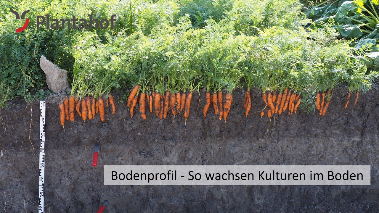 Bodenprofil - So wachsen Kulturen im Boden