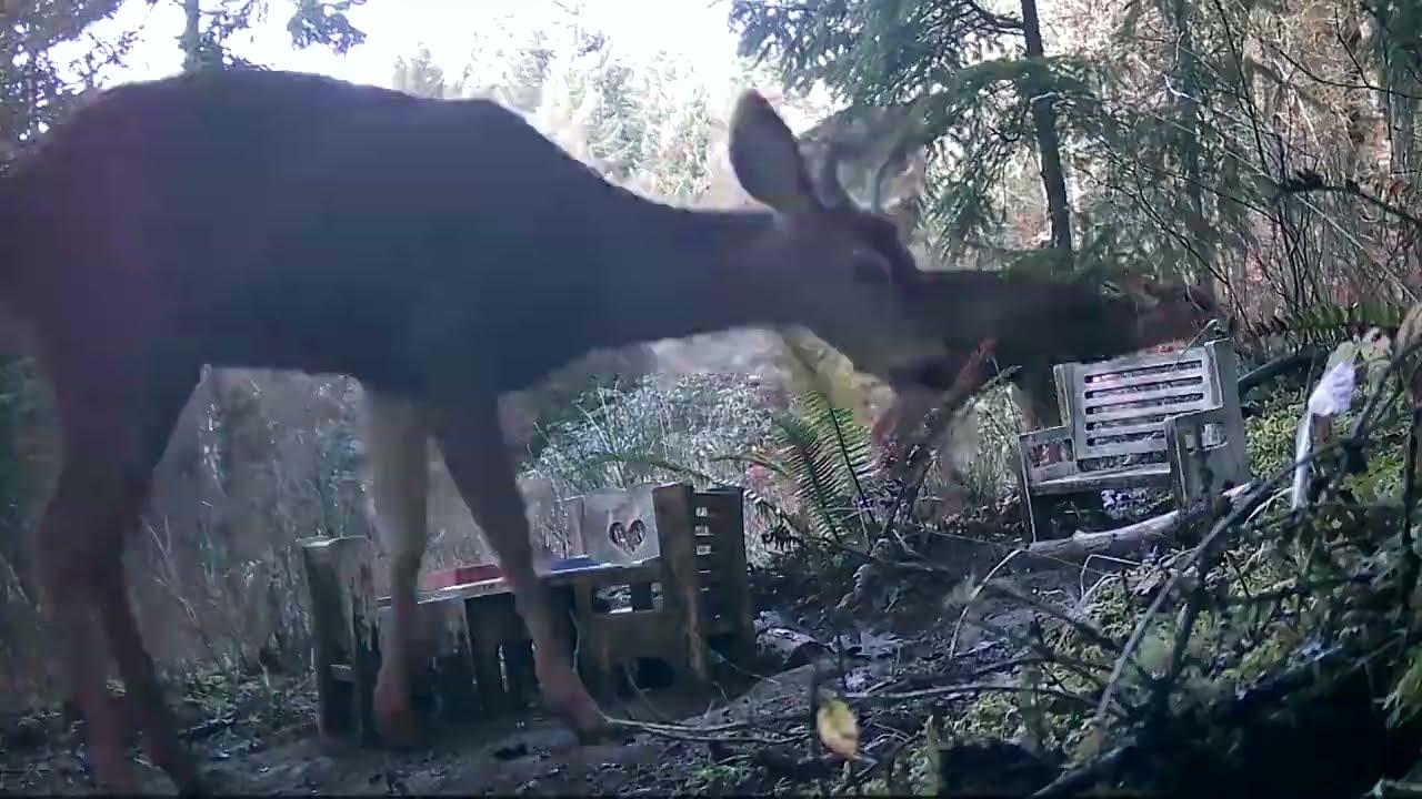 Forest Animal 3 Month Timelapse