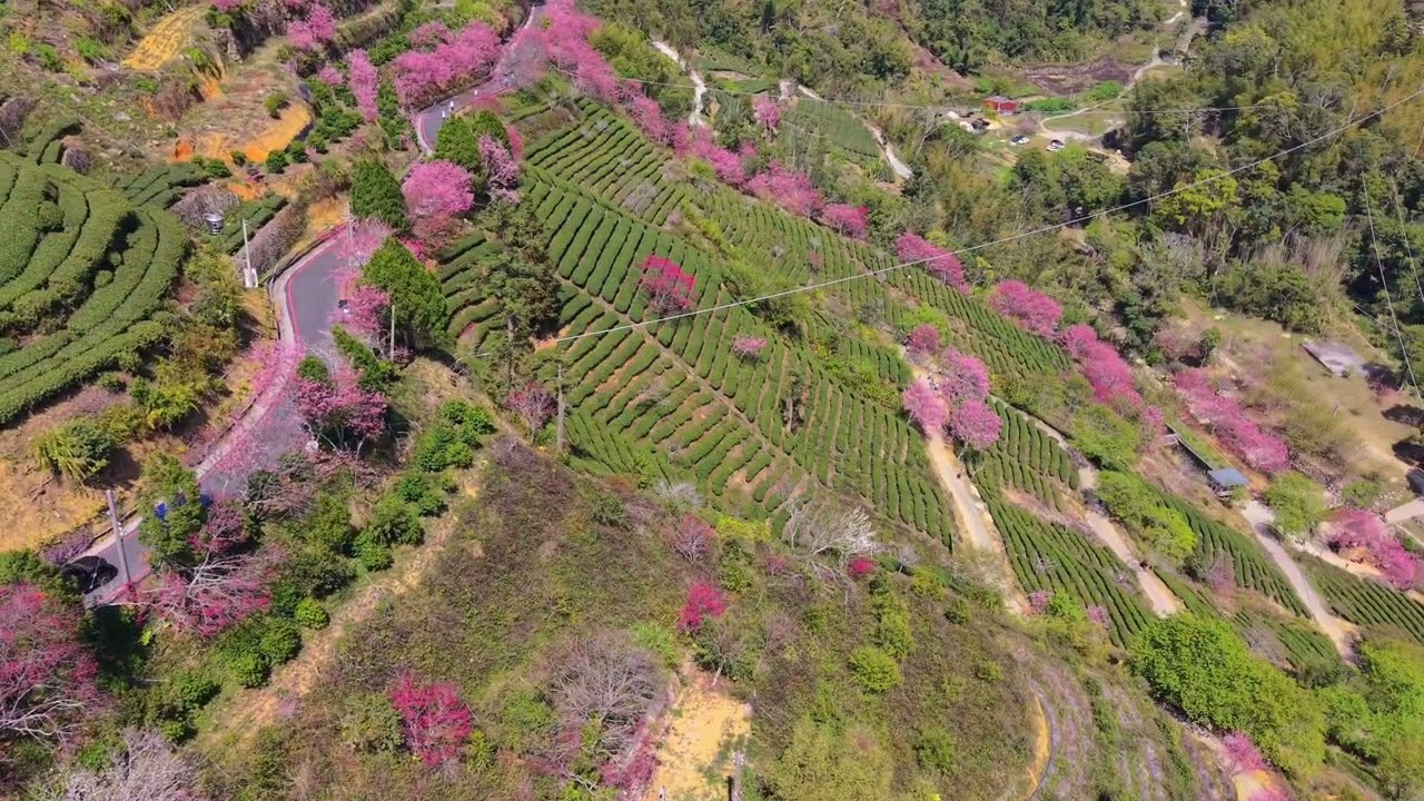 石壁櫻花