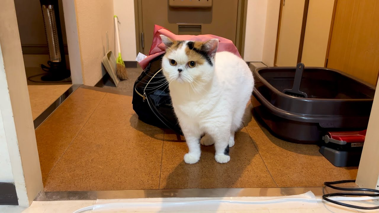 可愛い声で鳴きながら母を探す猫