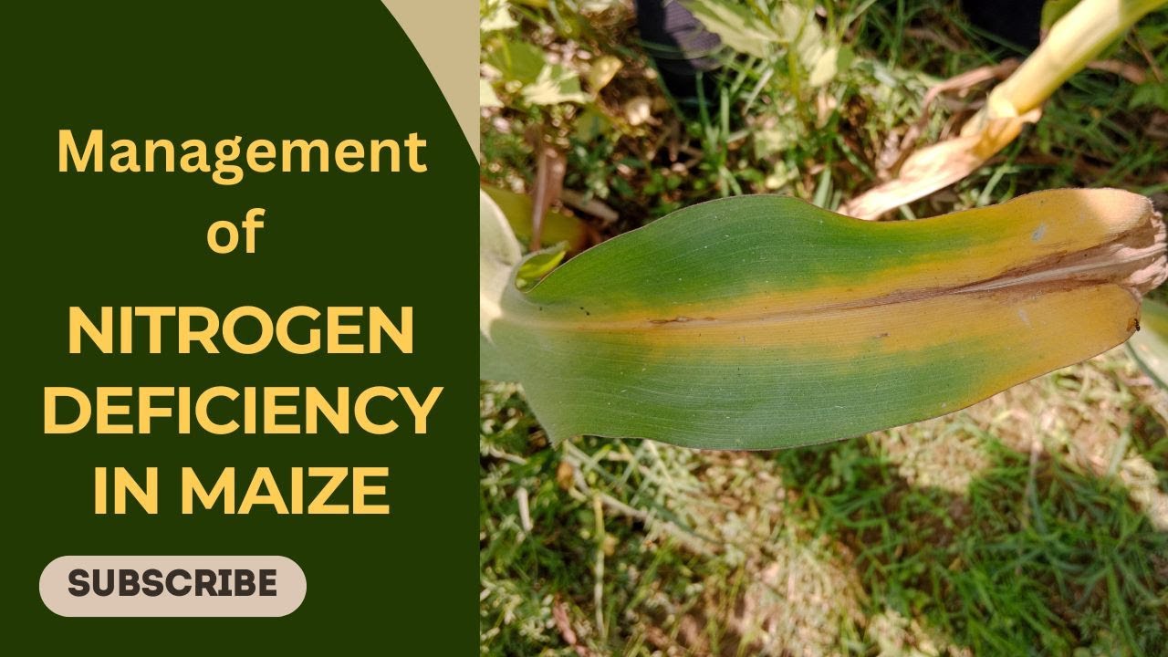 Management of Nitrogen Deficiency in Maize