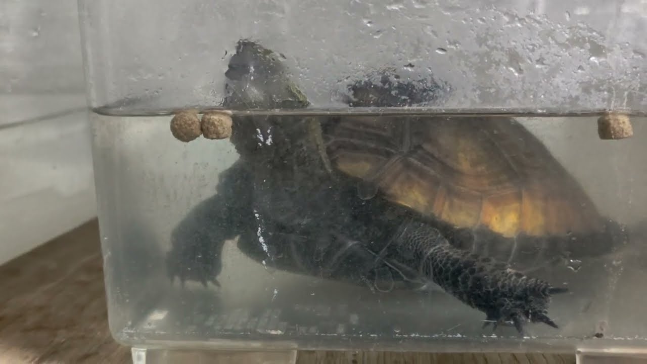 ポゴナ　カメのエサ浮上性に驚いた！　#ニホンイシガメ #亀観察 #turtlewatching#ポゴナ·クラブ#亀のエサ #ドキュメンタリー 