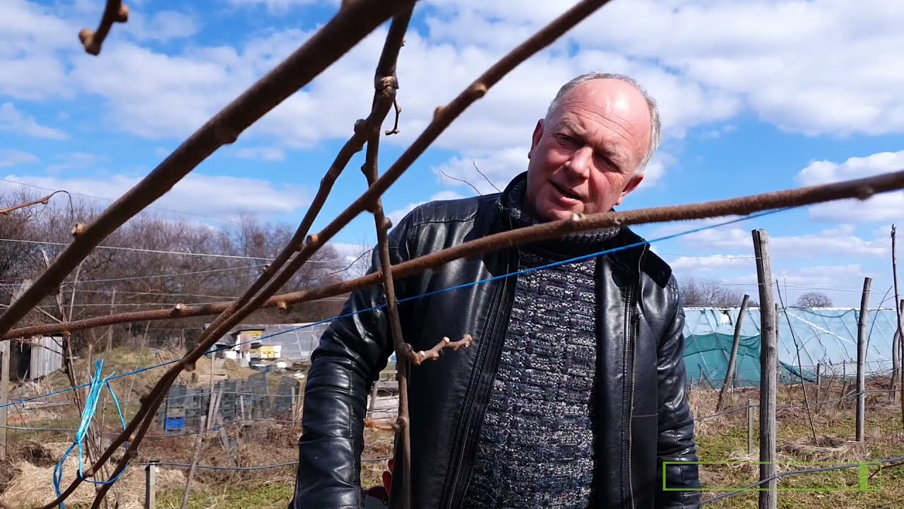 Обрізка КІВІ (формуюча), до початку сокоруху. ( сорт 