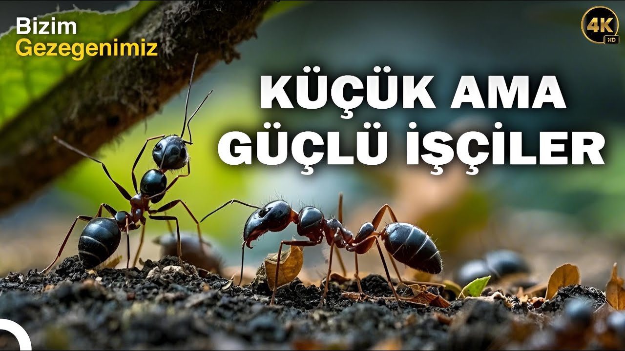 Vahşi Yaşam | Doğanın Minik Kahramanları | 4K T&uuml;rk&ccedil;e Dublaj | 5.B&ouml;l&uuml;m