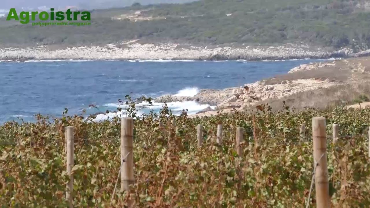 AGROISTRA Berba merlota na Pnta Grecci u Ližnjanu