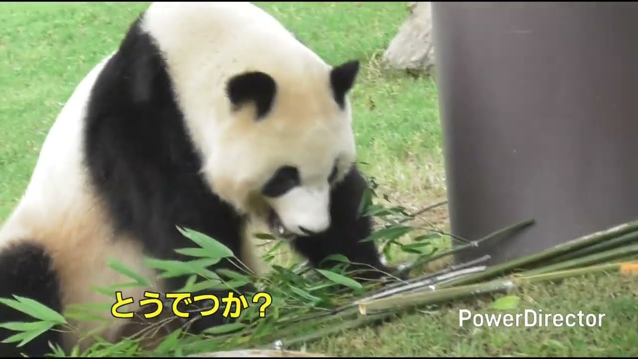 竹を食べる合間にニンジンで口直しをする🌈彩ちゃん【彩浜】【ジャイアントパンダ】【アドベンチャーワールド】