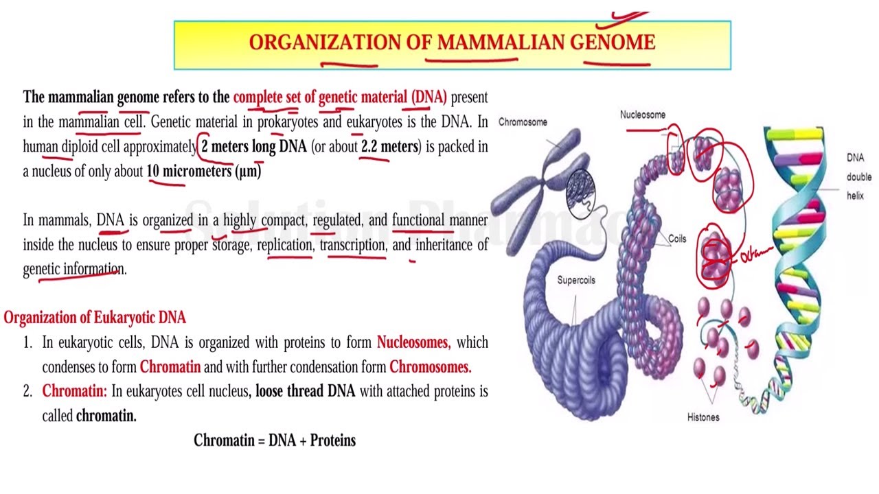 (63) Organization of Mammalian Genome | DNA Organization | Nucleic Acid Metabolism | Biochemistry