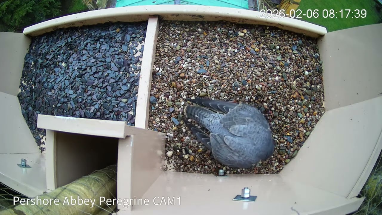 Peregrine 20260206 0815 Return to the scrape