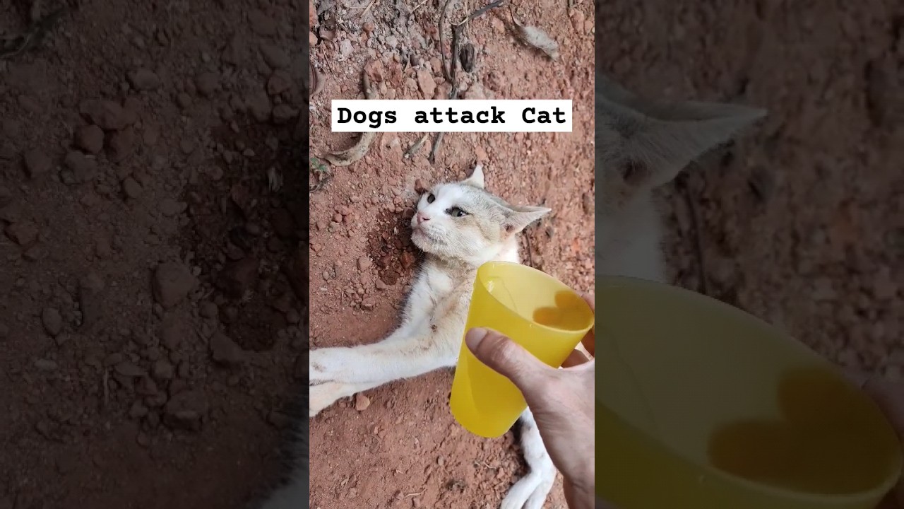 Dogs attack cat #shortsfeed #cat #catrescue #shortsviral #shorts