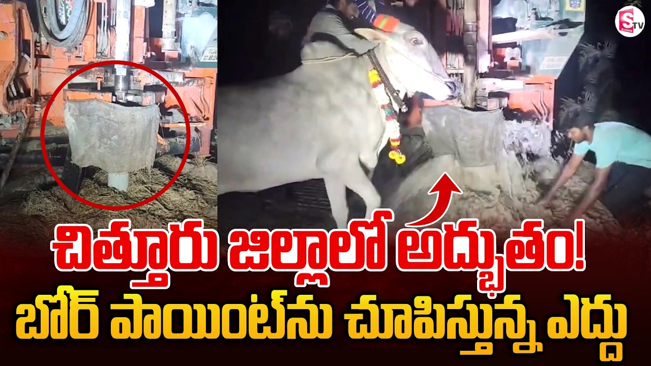 బోర్ పాయింట్ ను చూపిస్తున్న ఎద్దు | A Bull Showing the Bore Point in Chittor | SumanTV Vijay