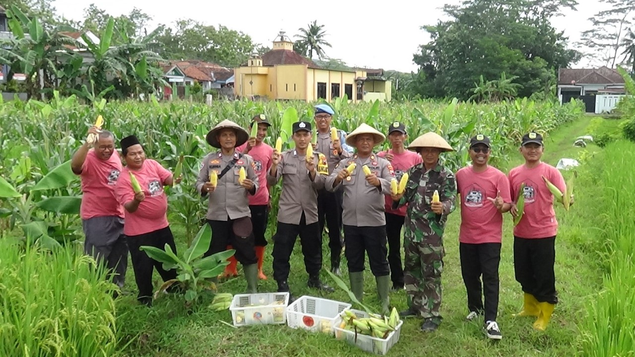 Panen Jagung di Kebun Ketahanan Pangan Desa Karangsari, Pemdes Karangsari bersama Forkopimcam